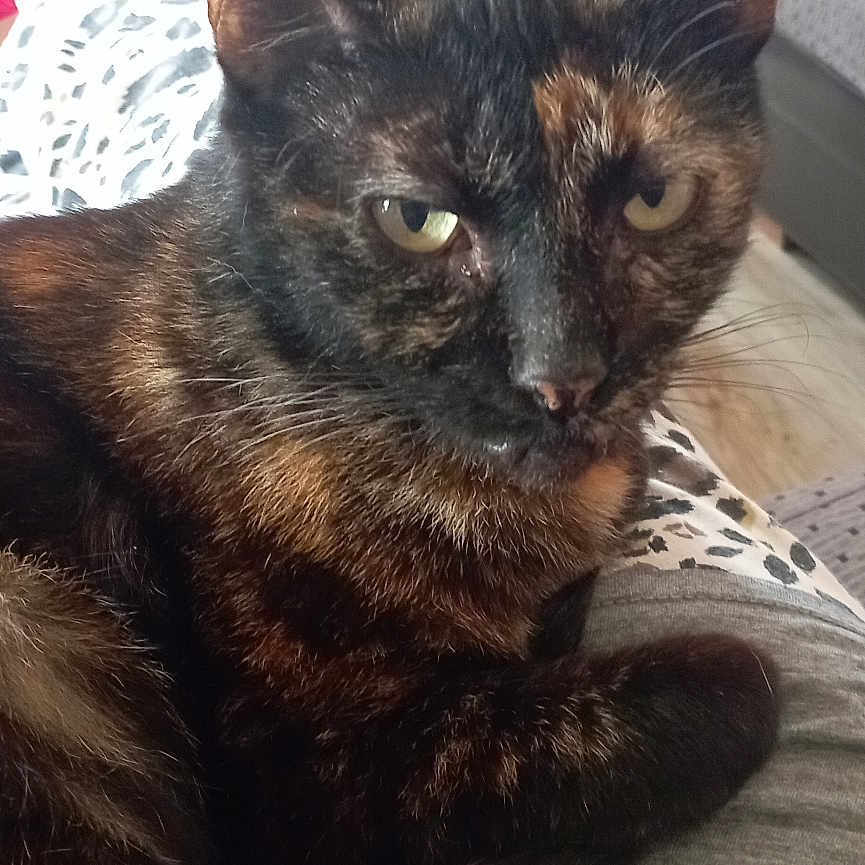 Chipie a rejoint le concours — aidez-le/la à gagner de superbes lots ! adult, animal, architecture, bed, building, cat, clothing, couch, cushion, female, footwear, furniture, homedecor, indoors, linen, manx, person, pet, shoe, woman