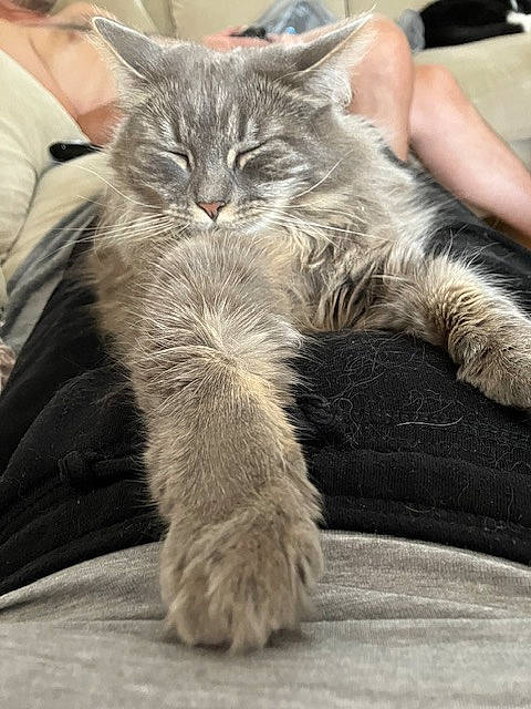 Arya joined the competition — help win amazing prizes! british_longhair, carnivore, cat, claw, comfort, domestic_short_haired_cat, felidae, fur, grey, lap, nap, paw, sleep, small_to_medium_sized_cats, snout, tail, whiskers