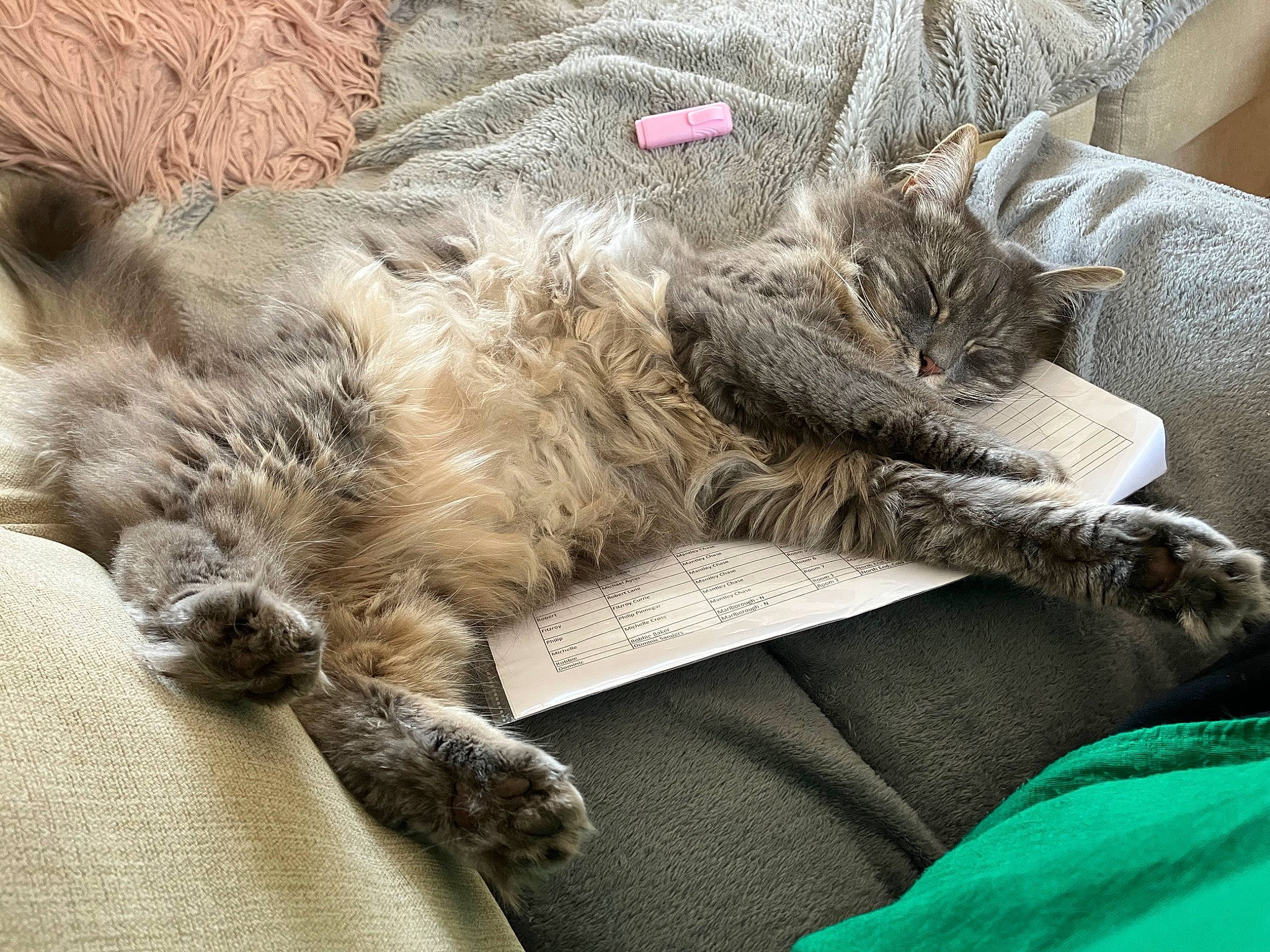 Arya is registered to the contest to win money with this photo: carnivore, cat, claw, comfort, domestic_short_haired_cat, felidae, fur, grey, linens, nap, paw, sleep, small_to_medium_sized_cats, tail, terrestrial_animal, vehicle, whiskers