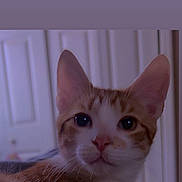 George joined the competition — help win amazing prizes! bed, bedroom, blanket, cat, close_up, curious, domestic_animal, door, ears, eyes, fur, gaze, indoor, nose, orange_tabby, pet, portrait, soft_lighting, tabby, whiskers