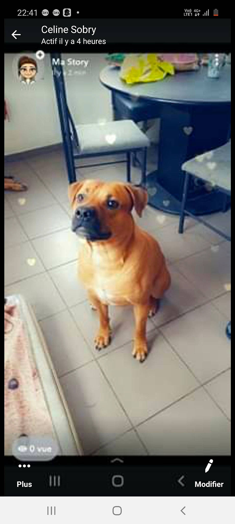 Asko a rejoint le concours — aidez-le/la à gagner de superbes lots ! american_pit_bull_terrier, black_mouth_cur, boxer, canidae, carnivore, companion_dog, dog, dog_breed, fawn, mammal, puppy, rare_breed_dog, snout, sporting_group, staffordshire_bull_terrier, vertebrate, working_dog