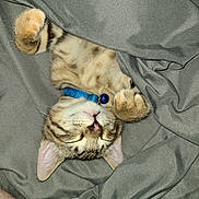 Walnut is registered to the contest to win money with this photo: kitten, cat, sleeping, blanket, gray, collar, blue_bell, paws, fur, cute, domestic_cat, pet, cozy, indoor, resting, whiskers, striped, closeup, adorable, nap