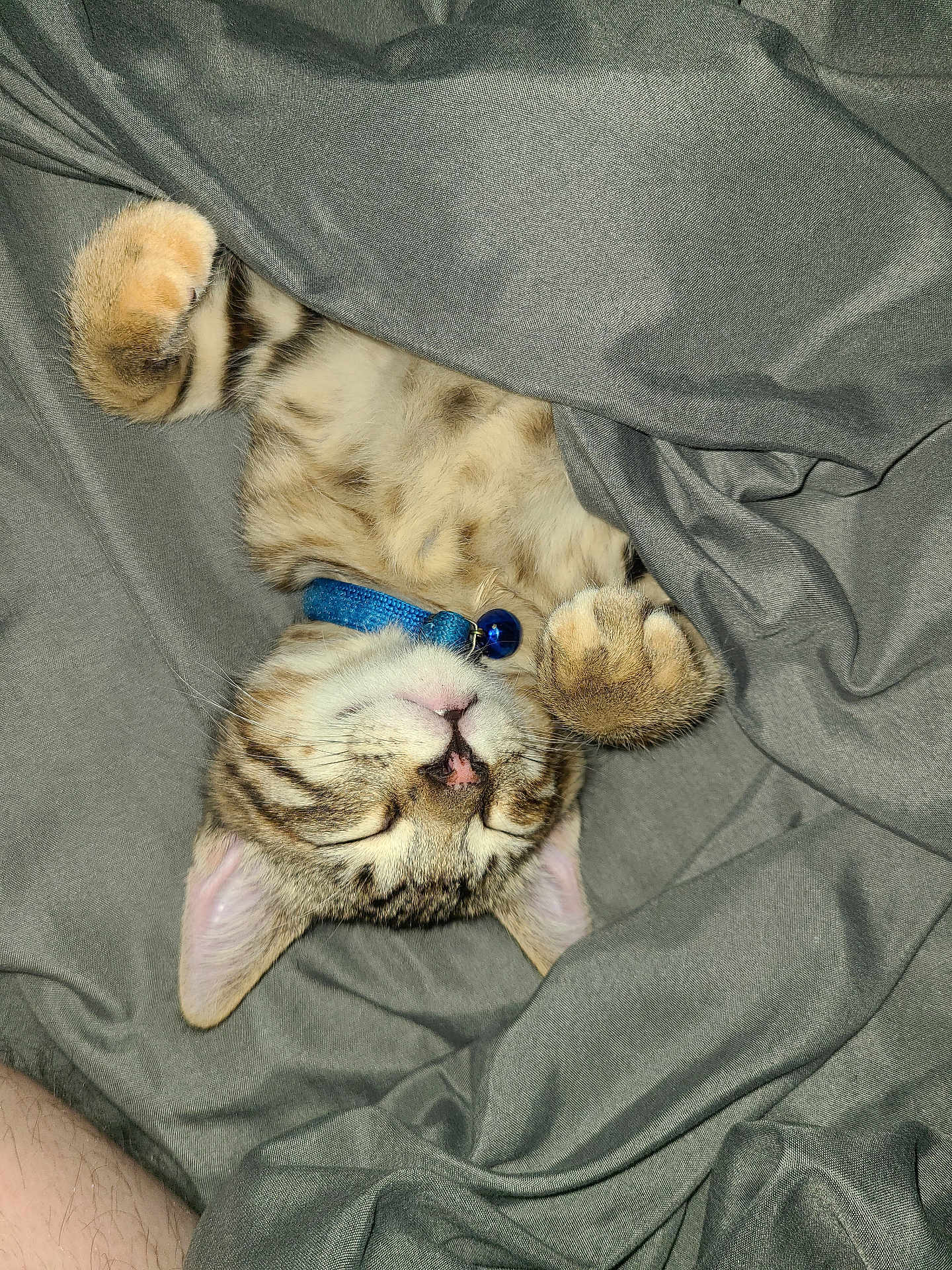 Walnut is registered to the contest to win money with this photo: kitten, cat, sleeping, blanket, gray, collar, blue_bell, paws, fur, cute, domestic_cat, pet, cozy, indoor, resting, whiskers, striped, closeup, adorable, nap