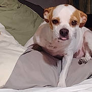 Levi joined the competition — help win amazing prizes! dog, pet, bed, pillow, indoor, animal, white, brown, small_dog, resting, cute, tongue_out, fur, sleeping_area, cozy, domestic, relaxed, companion, canine, comfort