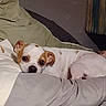 Levi is registered to the contest to win money with this photo: dog, bed, pillow, blanket, indoor, resting, white, brown, small_dog, cozy, looking_at_camera, sleepy, fur, ears, face, pet, animal, domestic, comfort, quiet