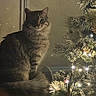 Chrome a rejoint le concours — aidez-le/la à gagner de superbes lots ! animal, cat, christmas_tree, cozy, decorations, festive, fur, furry, holiday_lights, indoor, ornaments, pet, pine_cones, pine_needles, shadow, sitting, soft_lighting, still_life, tabby_cat, warm_light