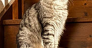 Chrome a rejoint le concours — aidez-le/la à gagner de superbes lots ! animal, cat, curious, domestic_cat, ears, eyes, feline, fluffy, fur, gray_cat, indoor, pet, portrait, shadow, sitting, sunlight, tabby_cat, tail, whiskers, wooden_stairs
