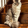 animal, cat, curious, domestic_cat, ears, eyes, feline, fluffy, fur, gray_cat, indoor, pet, portrait, shadow, sitting, sunlight, tabby_cat, tail, whiskers, wooden_stairs