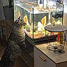 Chrome participe au concours pour gagner de l'argent avec cette photo : animal, aquarium, cat, curiosity, curious_cat, decoration, fish_tank, furniture, glass, home, indoor, indoor_plant, light, modern_decor, pet, room, standing_cat, tabby_cat, water, wooden_cabinet