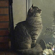 Chrome participe au concours pour gagner de l'argent avec cette photo : brick, cat, christmas_tree, cozy, decorations, feline, fireplace, fluffy, fur, holiday, indoor, lighting, pet, pine_branches, serene, side_profile, sitting, tabby, tail, whiskers