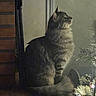 brick, cat, christmas_tree, cozy, decorations, feline, fireplace, fluffy, fur, holiday, indoor, lighting, pet, pine_branches, serene, side_profile, sitting, tabby, tail, whiskers