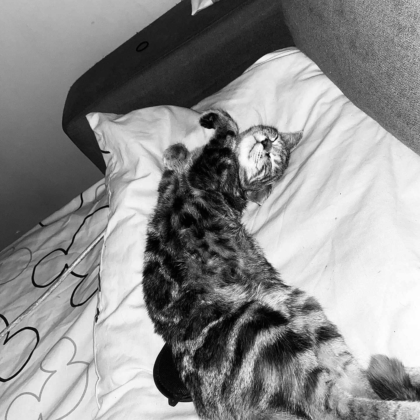 Nala a rejoint le concours — aidez-le/la à gagner de superbes lots ! animal, bed, blanket, cat, comfort, cozy, cute, domestic, feline, fur, indoor, pet, pillow, relaxed, resting, sleeping, soft, striped, tabby, whiskers