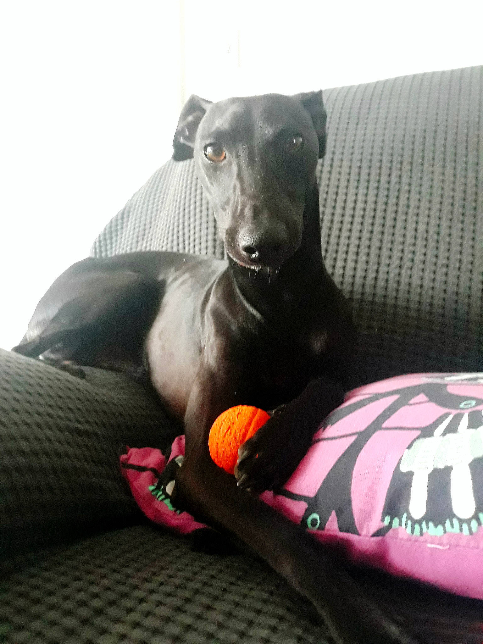 Fangio Lui-lui participe au concours pour gagner de l'argent avec cette photo : american_hairless_terrier, azawakh, canidae, carnivore, companion_dog, dobermann, dog, dog_breed, furniture, greyhound, guard_dog, italian_greyhound, lurcher, non_sporting_group, peruvian_hairless_dog, pillow, sighthound, toy_dog, weimaraner, whippet