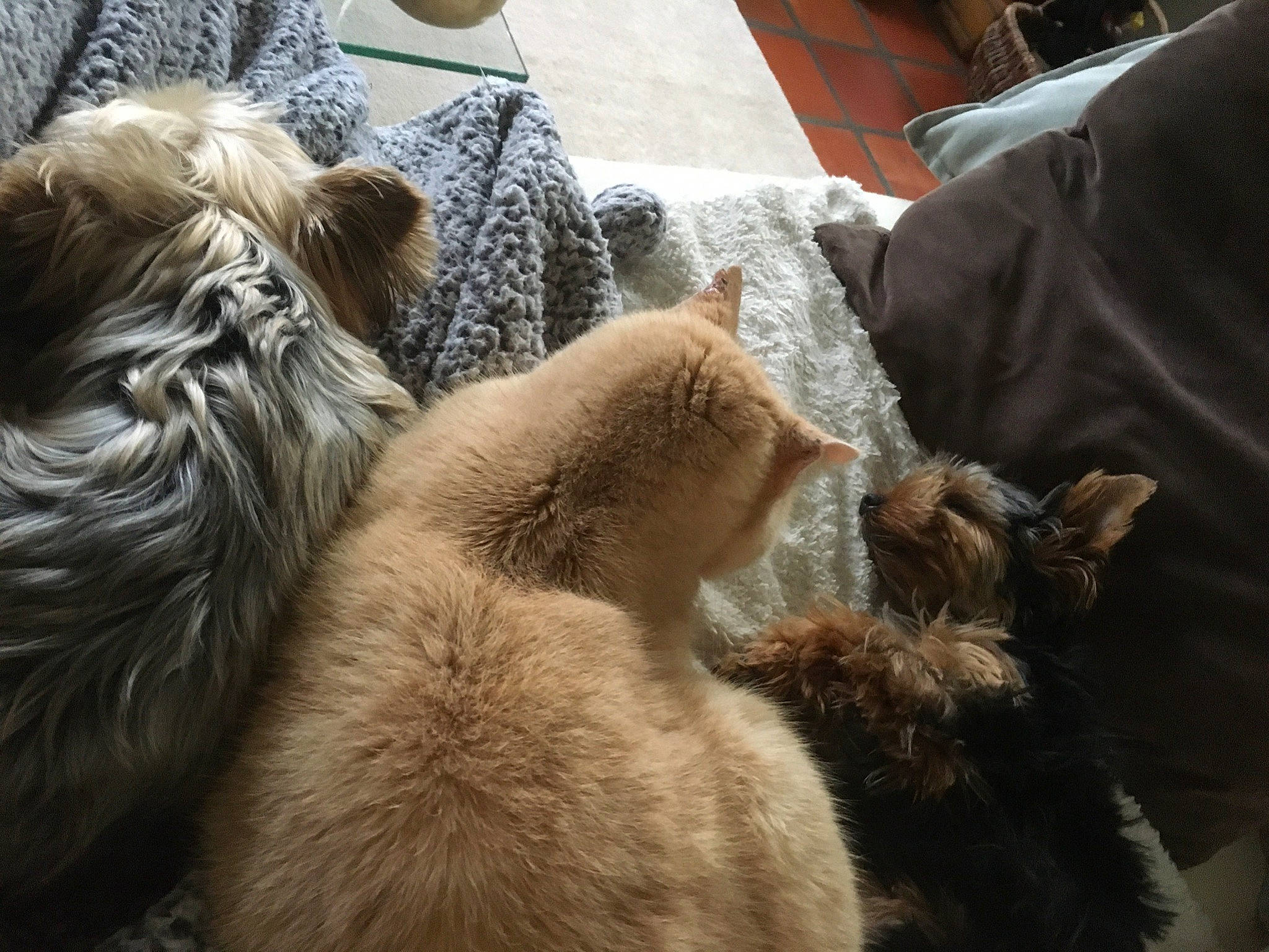 Noisette participe au concours pour gagner de l'argent avec cette photo : canidae, carnivore, claw, comfort, companion_dog, dog_breed, fawn, felidae, fur, liver, natural_material, small_to_medium_sized_cats, snout, sporting_group, terrestrial_animal, vertebrate, whiskers, wildlife, wood, working_animal