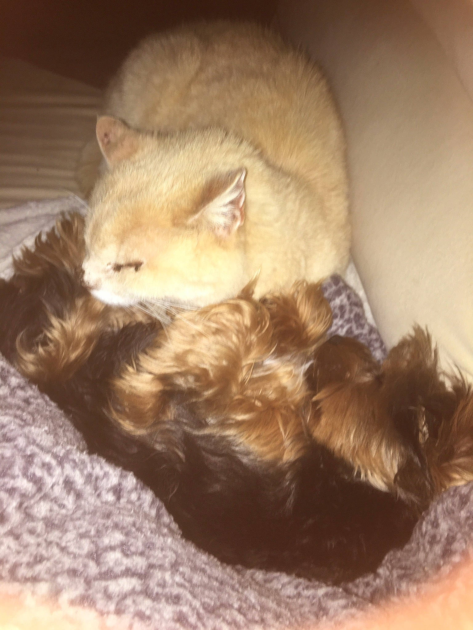 Chippie a rejoint le concours — aidez-le/la à gagner de superbes lots ! canidae, carnivore, cat, claw, comfort, companion_dog, dog_breed, fawn, felidae, fur, liver, nap, natural_material, small_to_medium_sized_cats, snout, tail, terrestrial_animal, whiskers