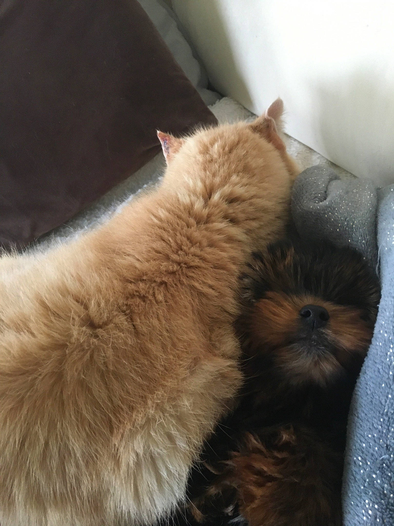 Noisette a rejoint le concours — aidez-le/la à gagner de superbes lots ! canidae, carnivore, cat, claw, comfort, dog_breed, domestic_short_haired_cat, fawn, felidae, flooring, fur, human_leg, paw, small_to_medium_sized_cats, snout, sporting_group, tail, whiskers, window, working_animal