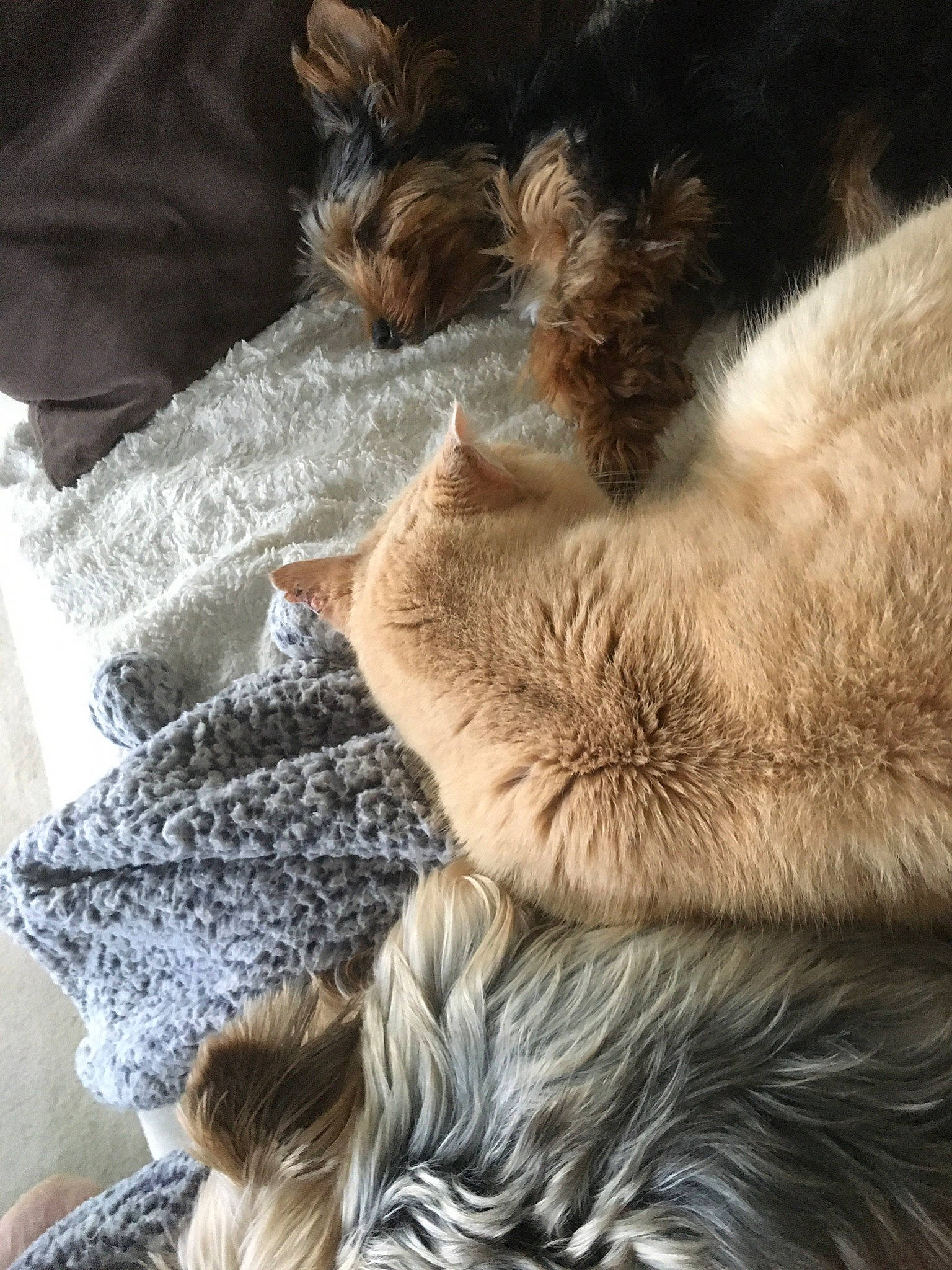 Noisette participe au concours pour gagner de l'argent avec cette photo : canidae, carnivore, claw, comfort, companion_dog, dog_breed, fawn, felidae, fur, fur_clothing, linens, nap, natural_material, paw, small_to_medium_sized_cats, snout, sporting_group, tail, terrestrial_animal, whiskers