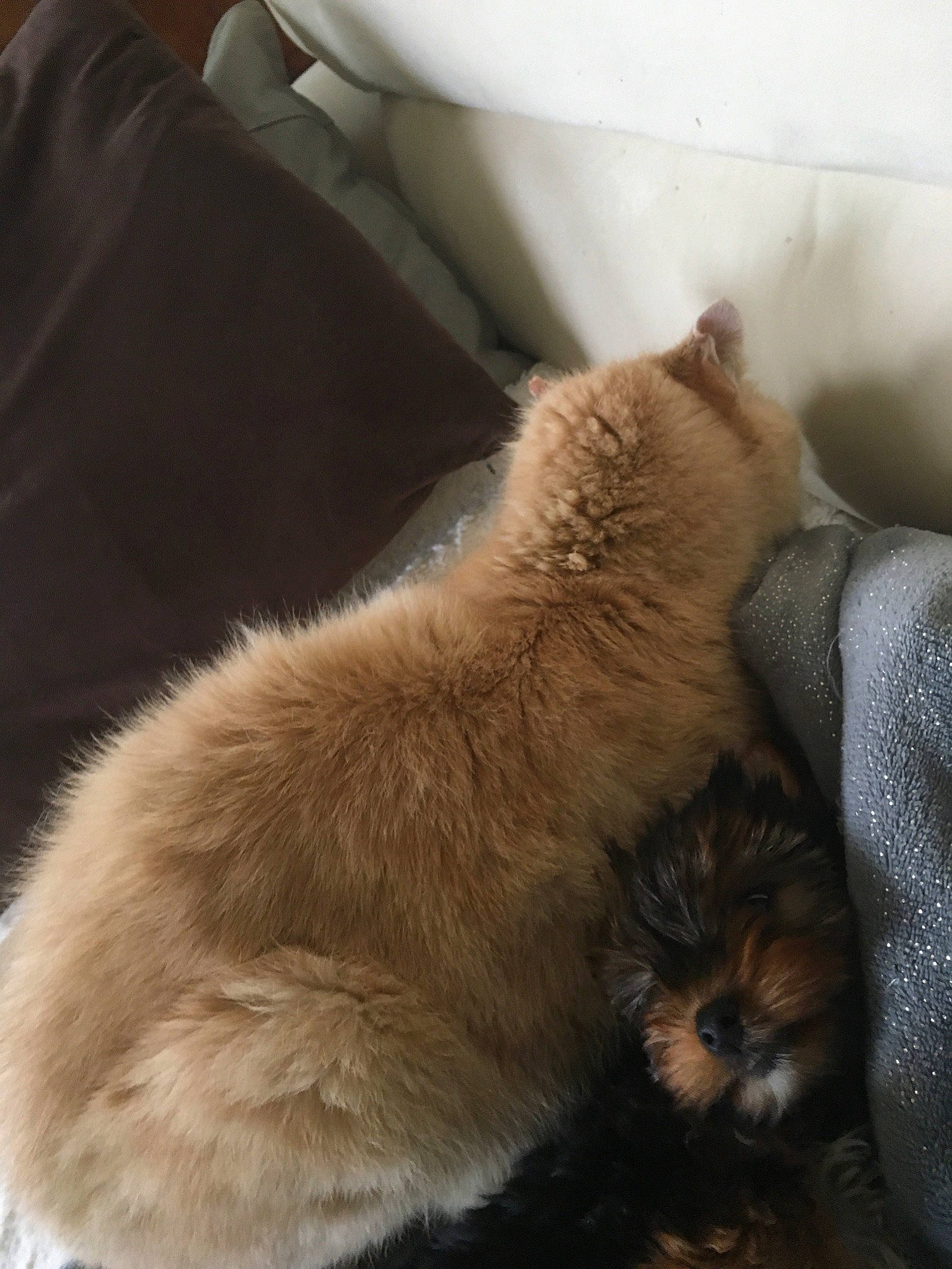 Noisette participe au concours pour gagner de l'argent avec cette photo : canidae, carnivore, chow_chow, claw, comfort, companion_dog, dog, dog_breed, fawn, felidae, liver, mammal, paw, small_to_medium_sized_cats, snout, sporting_group, tail, terrestrial_animal, whiskers, working_animal