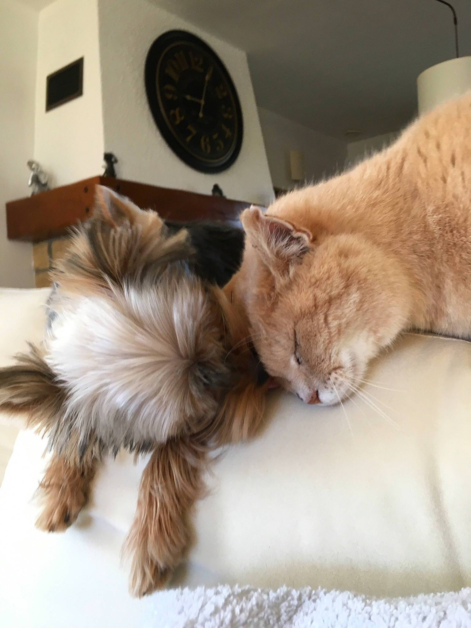 Noisette participe au concours pour gagner de l'argent avec cette photo : bed, canidae, carnivore, cat, chair, claw, comfort, companion_dog, couch, domestic_short_haired_cat, fawn, felidae, fur, nap, paw, small_to_medium_sized_cats, snout, tail, whiskers, wood