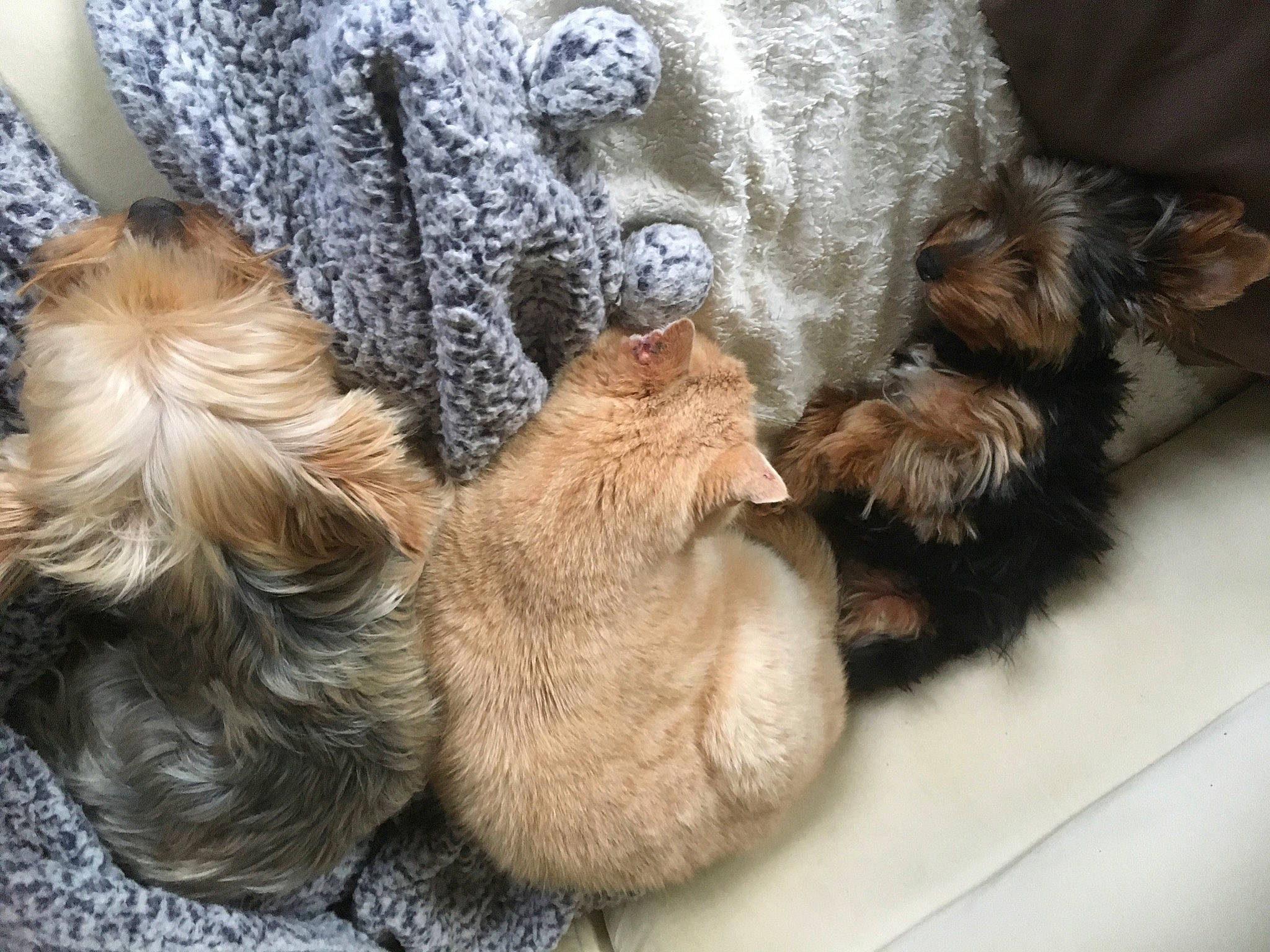 Noisette participe au concours pour gagner de l'argent avec cette photo : canidae, carnivore, claw, comfort, companion_dog, dog, dog_breed, fawn, felidae, foot, human_leg, liver, mammal, paw, small_to_medium_sized_cats, snout, sporting_group, tail, vertebrate, whiskers