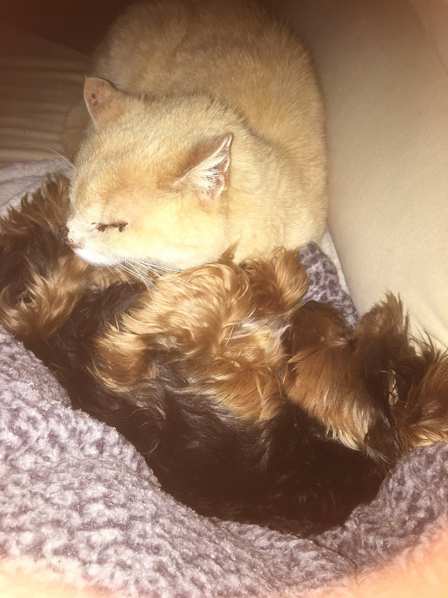 Noisette participe au concours pour gagner de l'argent avec cette photo : canidae, carnivore, claw, dog_breed, fawn, felidae, fur, lion, small_to_medium_sized_cats, snout, tail, terrestrial_animal, whiskers, wildlife