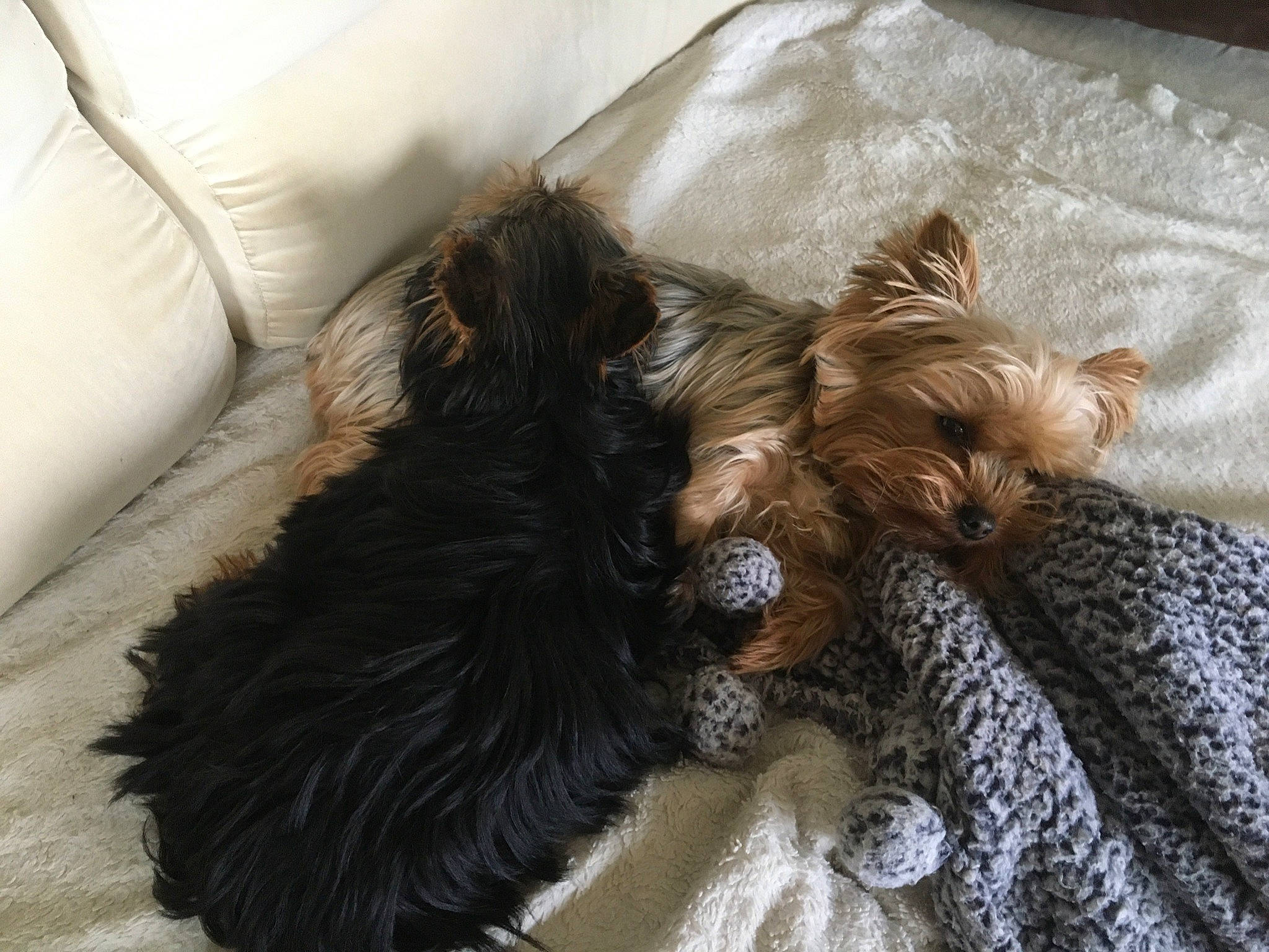 Pongo participe au concours pour gagner de l'argent avec cette photo : bed, canidae, carnivore, claw, comfort, companion_dog, dog, dog_breed, dog_supply, fawn, felidae, fur, liver, paw, snout, sporting_group, tail, terrier, toy_dog, working_animal