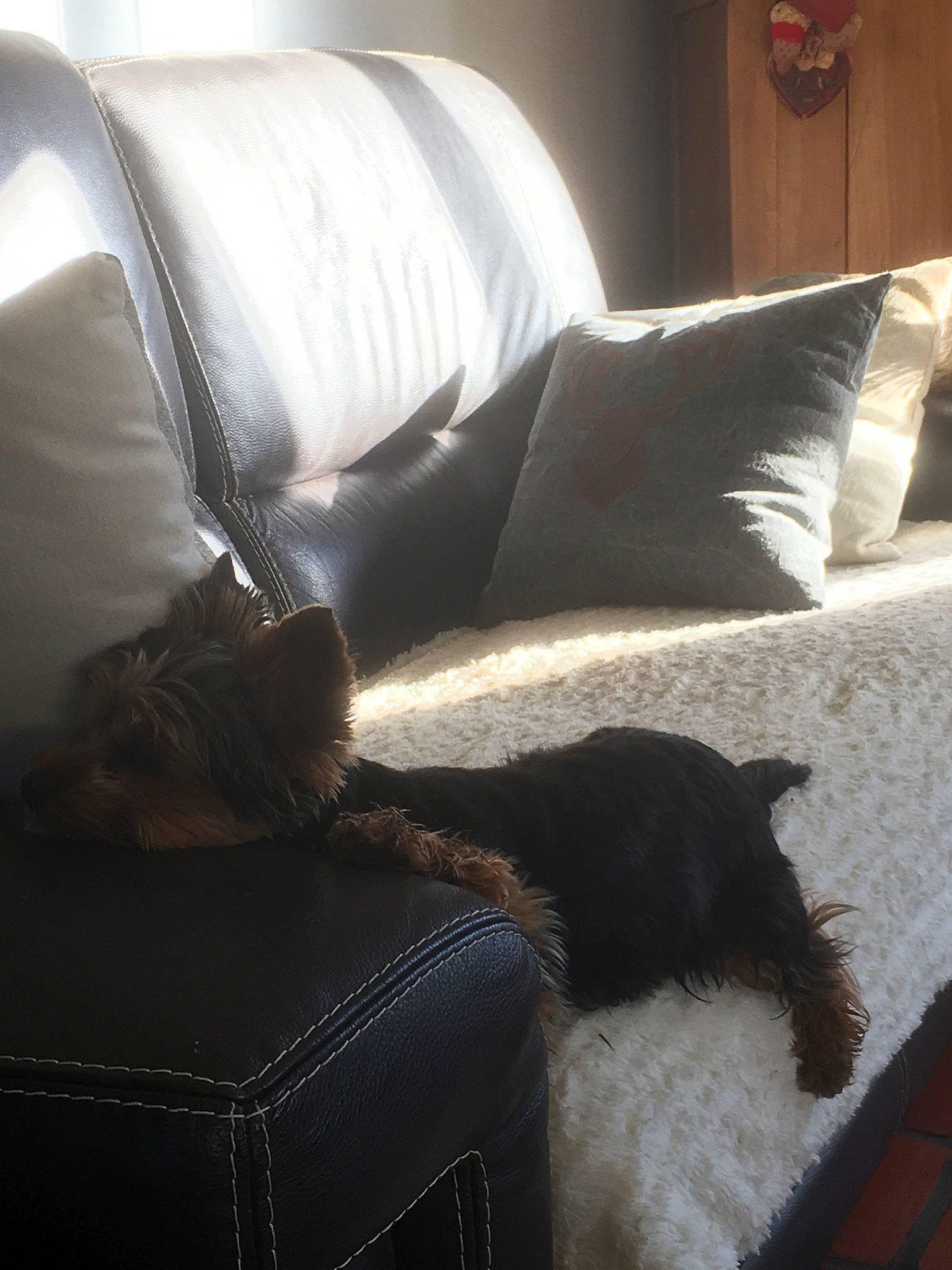 Popi participe au concours pour gagner de l'argent avec cette photo : brown, carnivore, chair, comfort, companion_dog, couch, floor, flooring, furniture, grey, hardwood, lamp, linens, living_room, pillow, studio_couch, textile, throw_pillow, tints_and_shades, wood