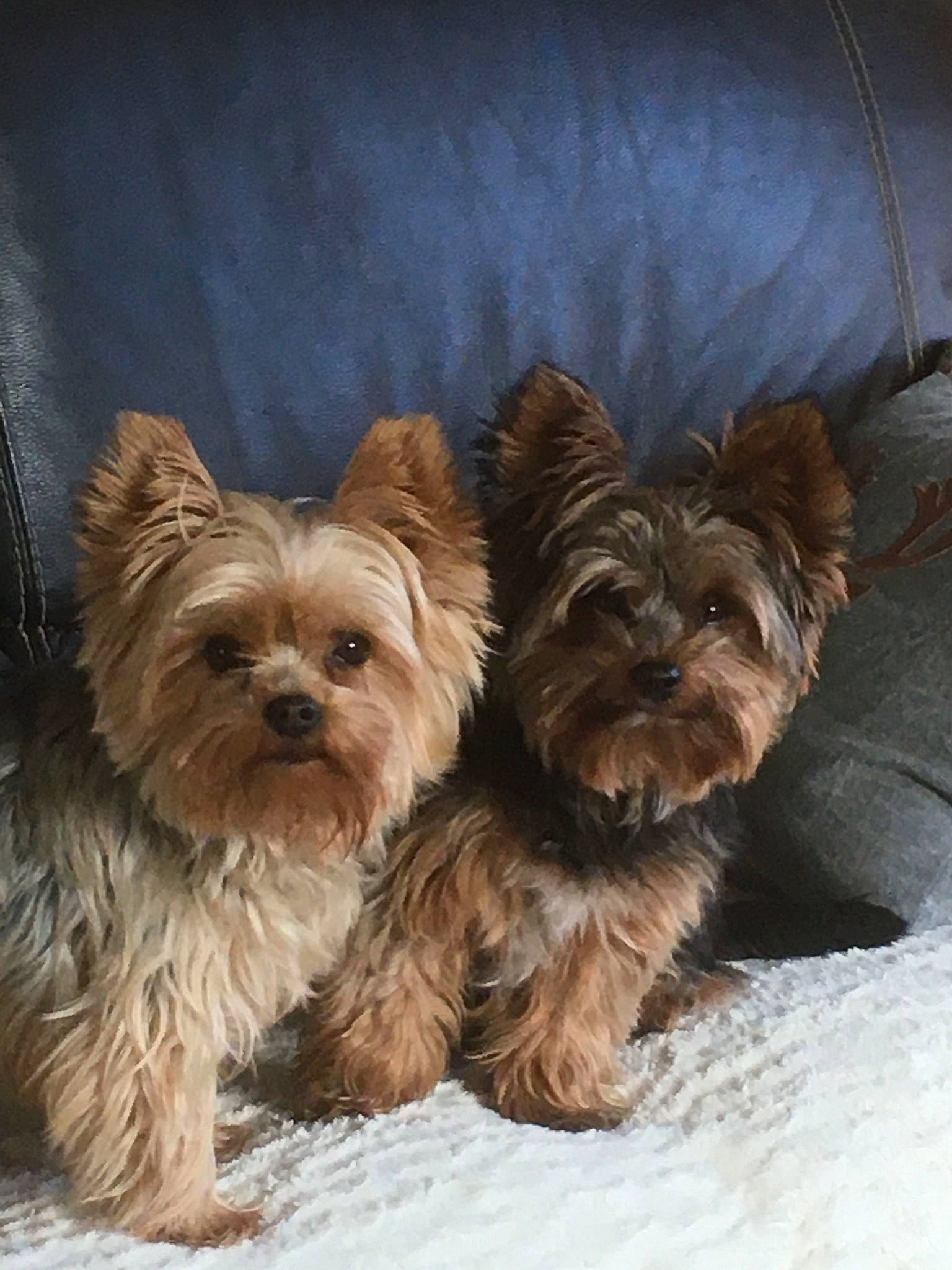 Popi participe au concours pour gagner de l'argent avec cette photo : biewer_terrier, canidae, carnivore, companion_dog, dog, dog_breed, dog_supply, fawn, fur, liver, puppy, small_terrier, snout, sporting_group, terrestrial_animal, toy_dog, whiskers, working_animal, yorkipoo, yorkshire_terrier