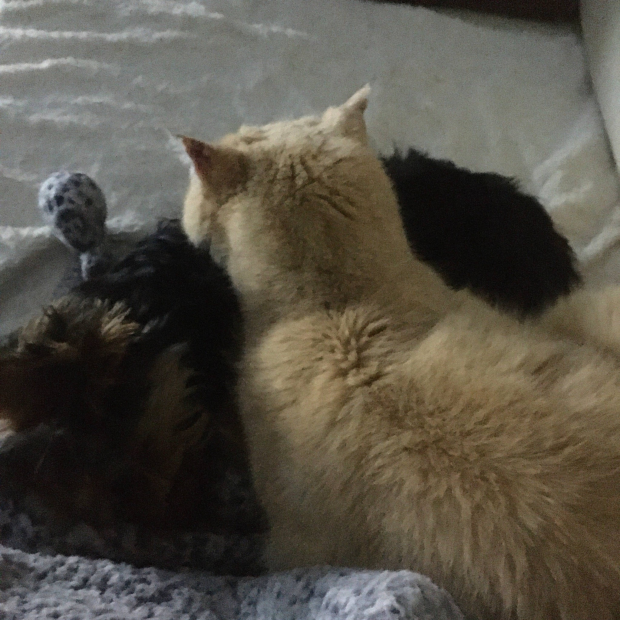 Noisette a rejoint le concours — aidez-le/la à gagner de superbes lots ! canidae, carnivore, cat, claw, comfort, dog_breed, domestic_short_haired_cat, fawn, felidae, fur, grey, mammal, paw, small_to_medium_sized_cats, snout, tail, terrestrial_animal, water, whiskers, wind_wave