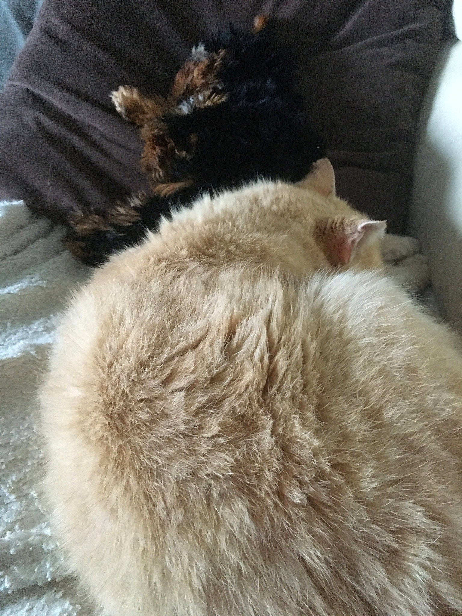 Noisette participe au concours pour gagner de l'argent avec cette photo : bedding, carnivore, cat, claw, comfort, couch, domestic_short_haired_cat, fawn, felidae, fur, grey, human_leg, linens, nap, paw, sleep, small_to_medium_sized_cats, snout, tail, whiskers