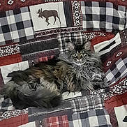 Kiki joined the competition — help win amazing prizes! cat, fluffy, long_hair, quilt, patchwork, moose_pattern, bear_pattern, plaid, red, black, white, grey, indoor, pet, animal, relaxed, lying_down, cozy, furniture, bedspread