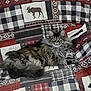 cat, fluffy, long_hair, quilt, patchwork, moose_pattern, bear_pattern, plaid, red, black, white, grey, indoor, pet, animal, relaxed, lying_down, cozy, furniture, bedspread