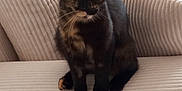 Alba participe au concours pour gagner de l'argent avec cette photo : cat, tortoiseshell, pet, indoor, couch, furniture, green_eyes, sitting, curious, cozy, cushion, striped, beige, whiskers, ears, front_paws, domestic_animal, looking_at_camera, mammal, feline