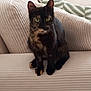 cat, tortoiseshell, pet, indoor, couch, furniture, green_eyes, sitting, curious, cozy, cushion, striped, beige, whiskers, ears, front_paws, domestic_animal, looking_at_camera, mammal, feline