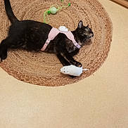 Alba participe au concours pour gagner de l'argent avec cette photo : animal, beige, brown, cat, cat_toy, clawing, floor, green_toy, home, indoor, pet, pink, pink_harness, playful, relaxed, slippers, tortoiseshell_cat, toy_mouse, wooden_rack, woven_rug