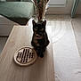 cat, tortoiseshell_cat, table, board_game, wooden_table, indoor, plant, dried_plants, blanket, rug, window, curtains, floor, pet, animal, furniture, cozy, natural_light, sitting, home