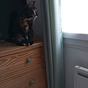 Alba participe au concours pour gagner de l'argent avec cette photo : cat, tortoiseshell_cat, wooden_dresser, drawer, window, curtains, indoor, pet, feline, side_view, quiet, light, shadow, home, furniture, animal, domestic, looking_out, still_life, cozy
