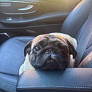 Silver a rejoint le concours — aidez-le/la à gagner de superbes lots ! dog, pug, car_interior, seat, armrest, window, sunlight, pet, animal, cute, looking_up, leather, closeup, portrait, furry, companion, domestic, car_door, resting, cozy
