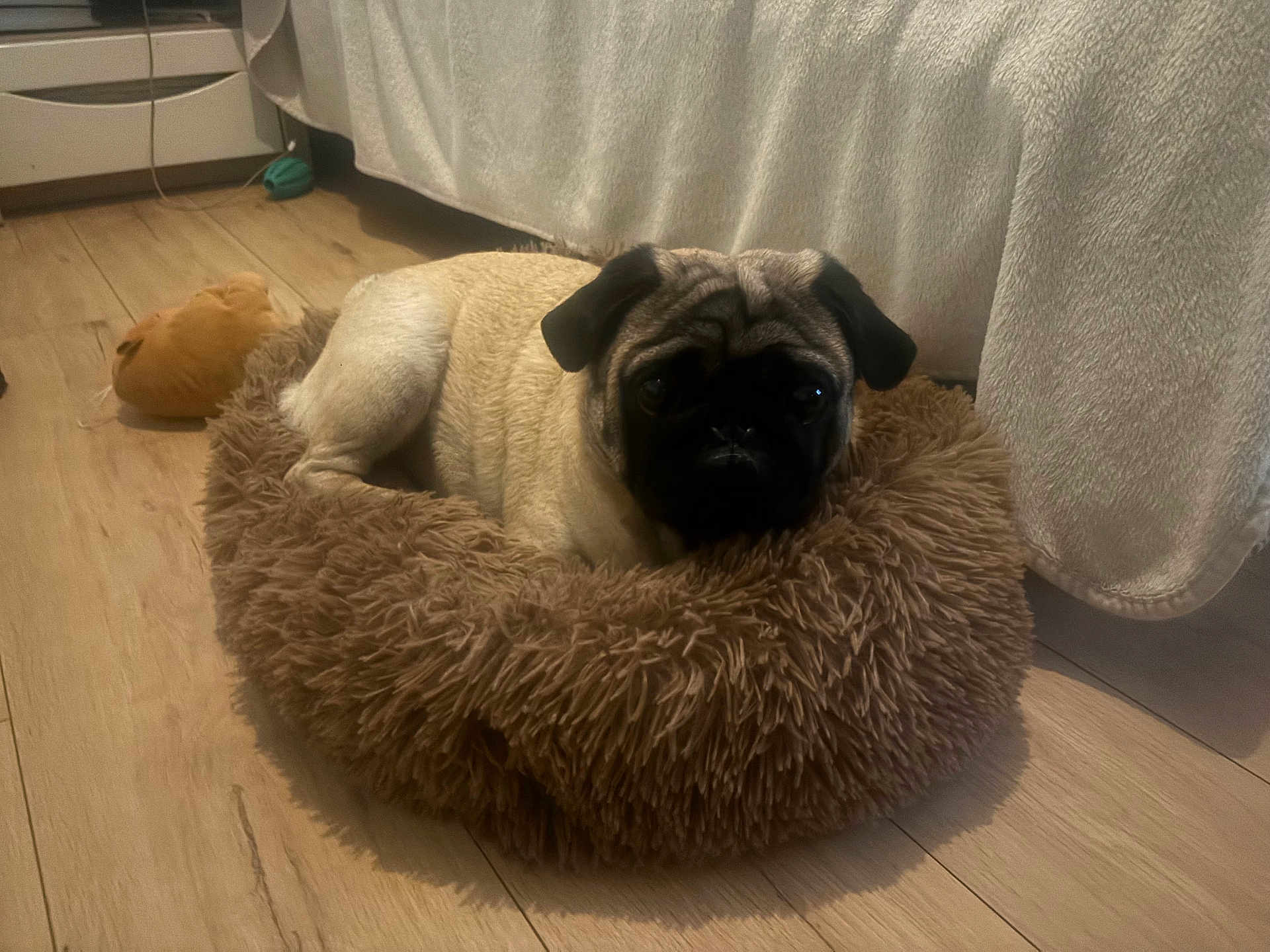 Silver participe au concours pour gagner de l'argent avec cette photo : pug, dog, pet_bed, fluffy_bed, wooden_floor, curtain, toy, indoor, cute, cozy, small_dog, animal, resting, domestic, companion, furry, face, ears, black_face, tan_fur