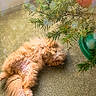 Ruby is registered to the contest to win money with this photo: cat, fluffy, orange_cat, carpet, christmas_tree, holiday_decor, pine_branches, indoor, relaxed, pet, feline, sunlight, cozy, festive, home, animal, cute, sleeping, decorations, soft_light