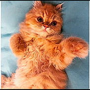 Ruby is registered to the contest to win money with this photo: cat, kitten, orange_cat, fluffy, cute, pet, animal, feline, lying_down, blue_cushion, indoor, closeup, young, whiskers, paw, fur, small, adorable, domestic_animal, eyes