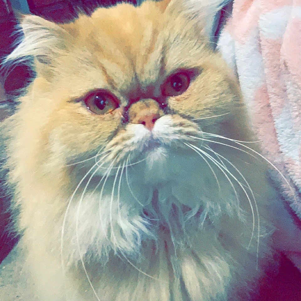 Ruby is registered to the contest to win money with this photo: cat, fluffy, orange_cat, long_hair, pet, whiskers, indoor, floor, blanket, fur, animal, cute, close_up, face, portrait, domestic_cat, feline, mammal, looking_at_camera, furball