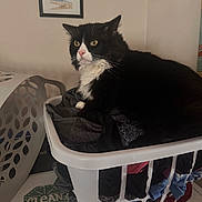 Gus is registered to the contest to win money with this photo: cat, laundry_basket, clothes, black_and_white, indoor, pet, feline, domestic, clean_sign, wall_art, curious, fur, resting, home, basket, folded_clothes, quiet, relaxed, household, cozy