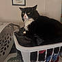 cat, laundry_basket, clothes, black_and_white, indoor, pet, feline, domestic, clean_sign, wall_art, curious, fur, resting, home, basket, folded_clothes, quiet, relaxed, household, cozy