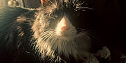 Gus is registered to the contest to win money with this photo: cat, black_and_white_cat, indoor, lamp, sunlight, whiskers, fur, pet, animal, cozy, shadow, soft_light, close_up, portrait, feline, relaxed, resting, home, warm_light, domestic_cat