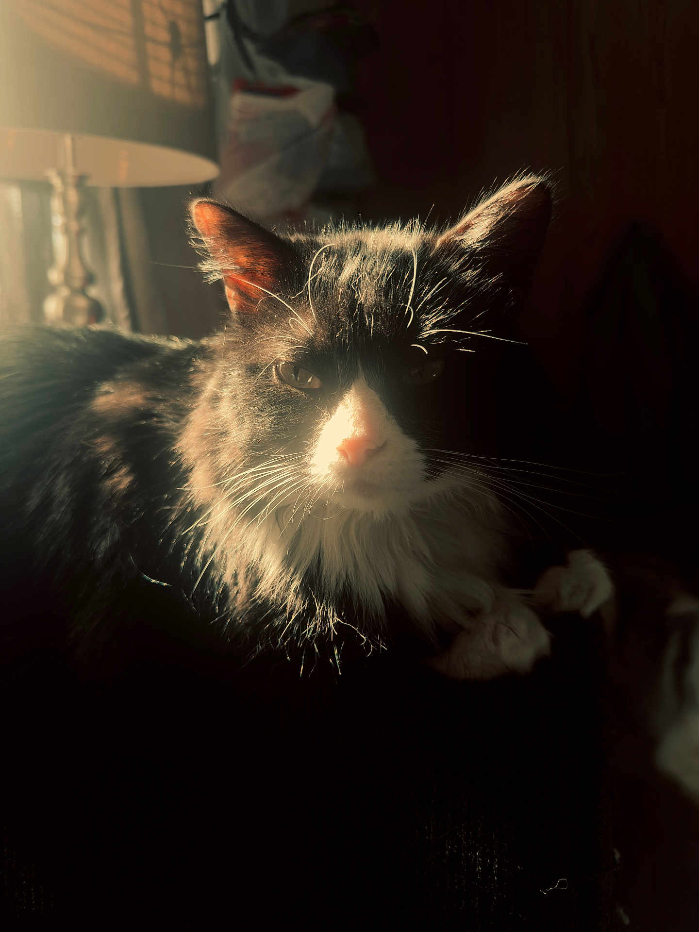 Gus