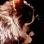 Gus is registered to the contest to win money with this photo: cat, fluffy, profile, animal, pet, whiskers, ear, butterfly, insect, closeup, curious, nature, soft_light, feline, mammal, adorable, cute, fur, wildlife, side_view