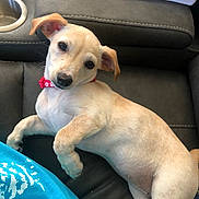 Honey joined the competition — help win amazing prizes! accessories, animal, ball, canine, chihuahua, couch, cushion, dog, face, furniture, head, homedecor, hound, labradorretriever, person, pet, puppy, sport, tennis, tennisball