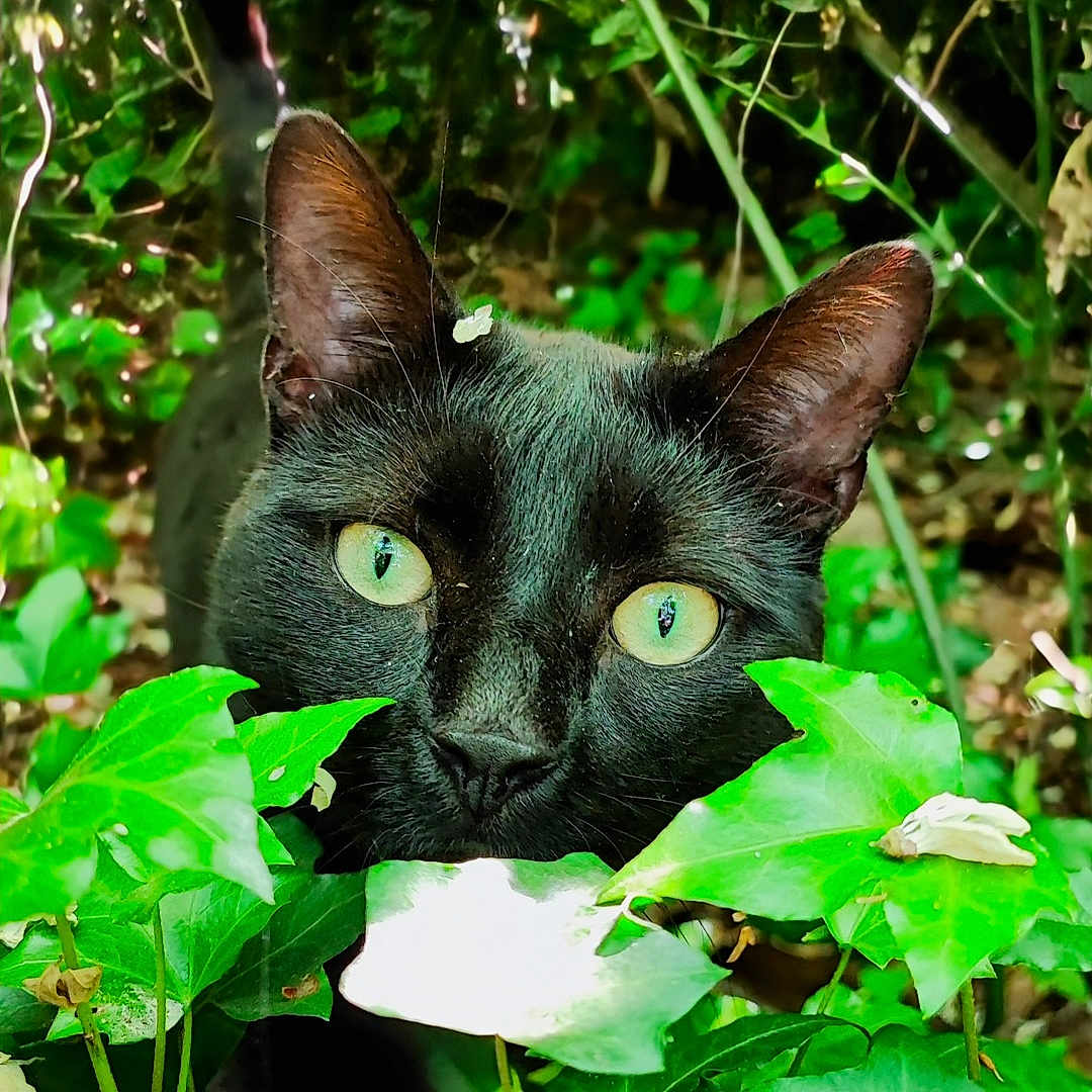 Blue a rejoint le concours — aidez-le/la à gagner de superbes lots ! animal, blackcat, cat, flower, grass, green, herbal, herbs, ivy, jungle, kitten, land, leaf, nature, outdoors, pet, plant, rainforest, tree, vegetation