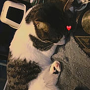 Fury participe au concours pour gagner de l'argent avec cette photo : cat, black_and_white_cat, pet, sleeping, curled_up, paw, whiskers, fur, cozy, blanket, indoor, home_interior, closeup, resting, adorable, heart_sticker, soft_texture, charger_cable, loaf, domestic